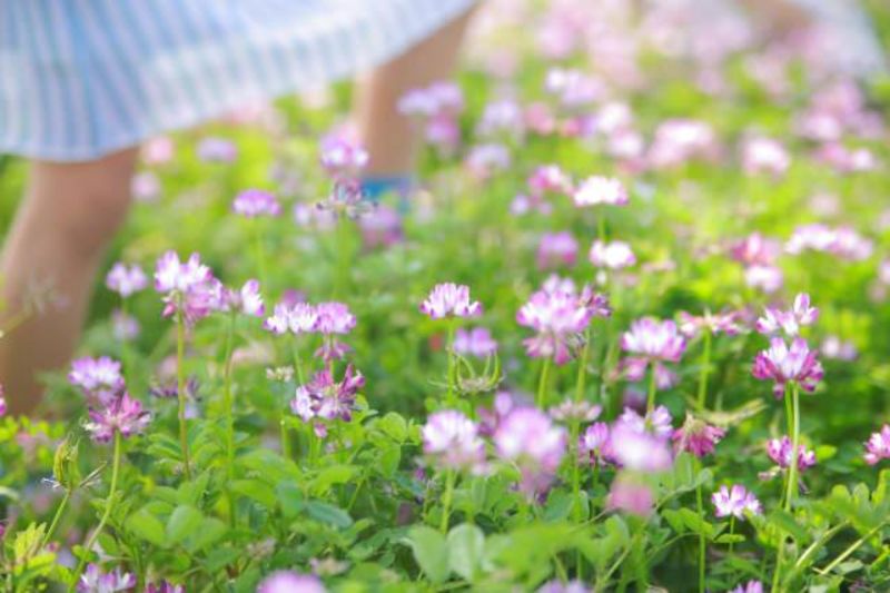 茨城県/県西地域の地方自治体による結婚支援サービス情報