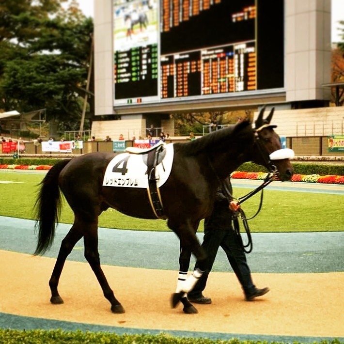 馬 イイ 写真コンテスト Jra 日本中央競馬会