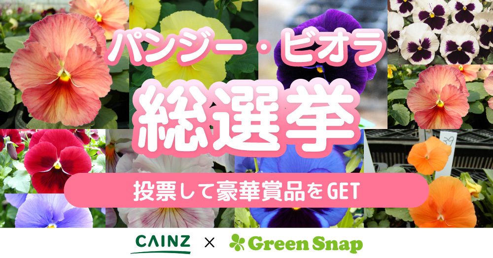 パンジーの総選挙 好きな色に一票入れよう キャンペーン Cainz Greensnap 株式会社カインズ