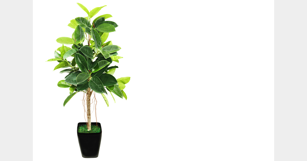 ゴムの木 に投票しました