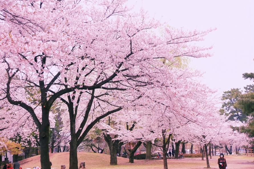 3 29敷島公園 桜sp Peatix