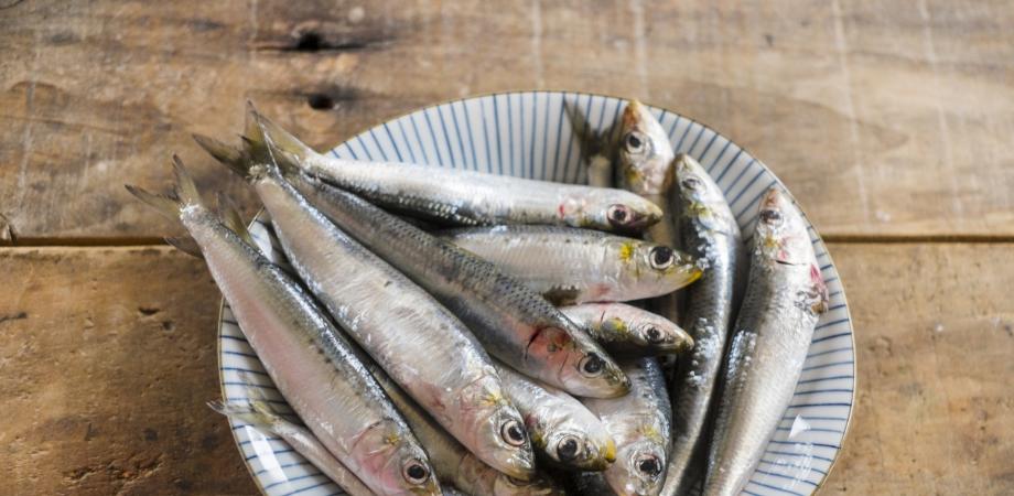 おうちで魚を捌きまくる会 Peatix