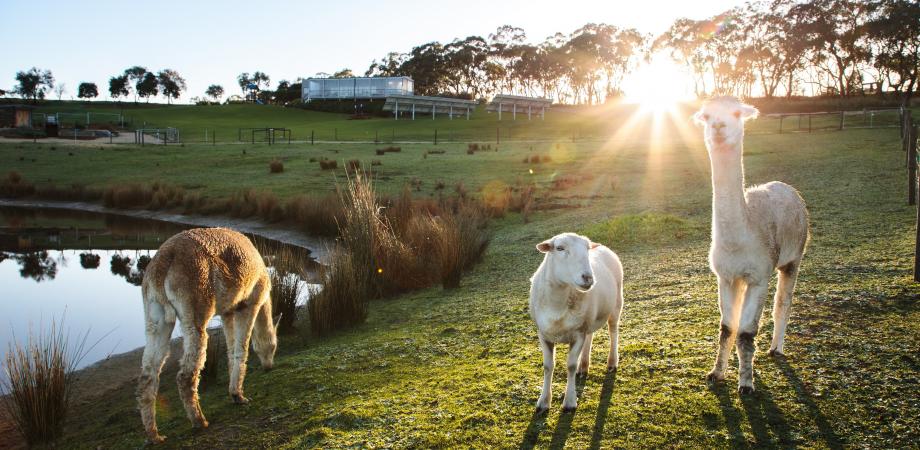 南オーストラリア州ワインの多様性：バイオダイナミックワインセミナー