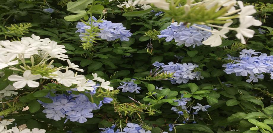 異文化コミュニケーション学会（SIETAR） #3 ICT Seiminar　Googleフォームをマスターしよう！　 Let’s learn Google Forms!