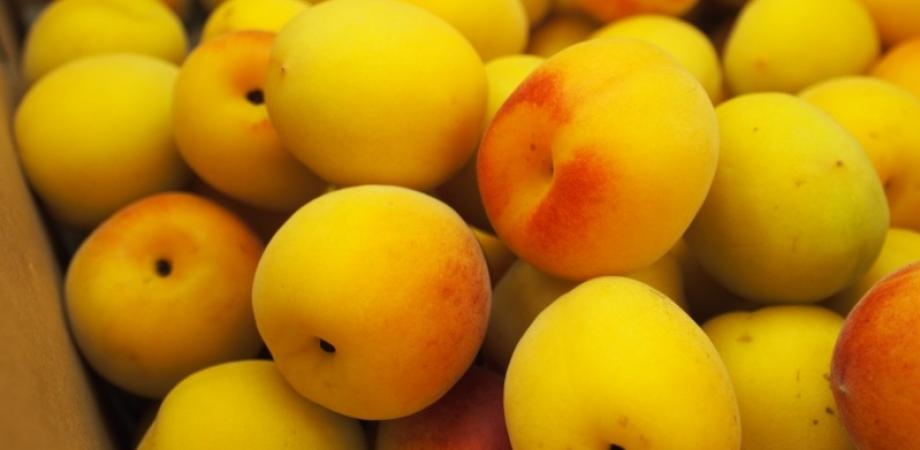 梅漬けの会 7th （オンライン）〜初心者でも失敗しない、梅干しの作り方とは〜 Peatix