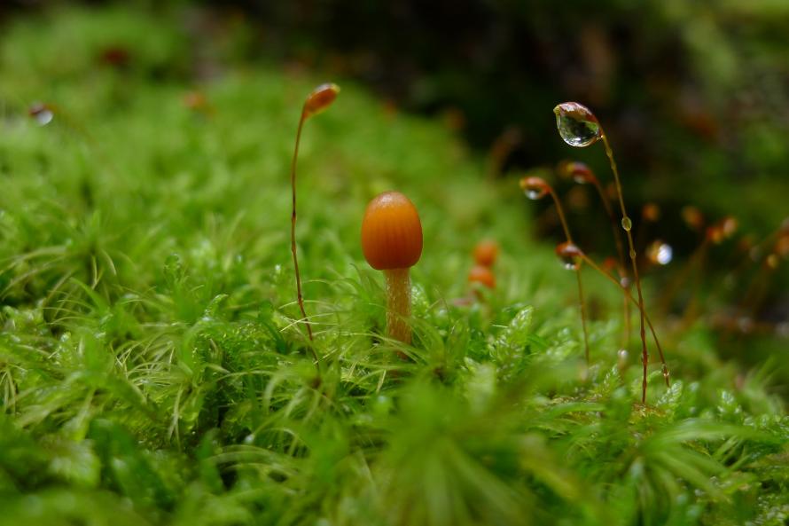 きのこ 粘菌 コケ 知られざる屋久島の魅力 隠花植物をめぐる世界 参加無料 Peatix
