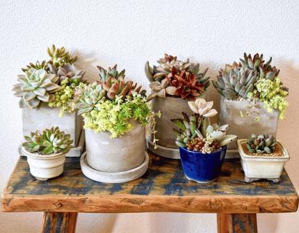 多肉植物寄せ植え販売会東京谷中 Peatix