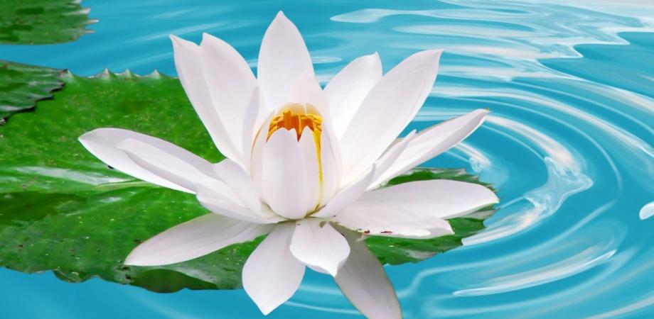 introductory free reiki talk healing meditation peatix