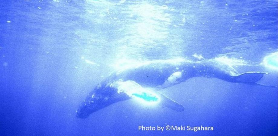 Hawaii森と鯨とマインドフルネス 菅原真樹氏とディープブルーの世界 Peatix