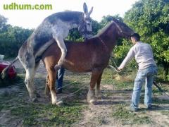 Logo Ver Gratis De Zoofilia Hombres Cojiendo Yeguas y Burras Jpeg 