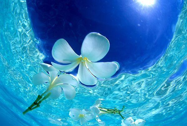 生きる力研究所 Pureｰchoice Peatix