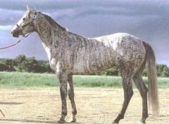 Winston A.