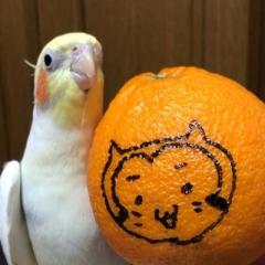 mikan_maru_kusa