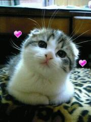 こたつにゃんこ