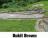 All things Bukit Brown
