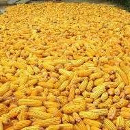 like_a_corn