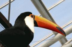 itoyos