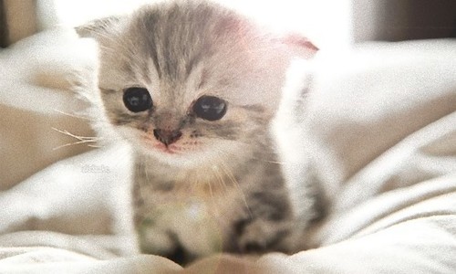 子猫はいつから留守番できる? 準備や注意点などを徹底紹介