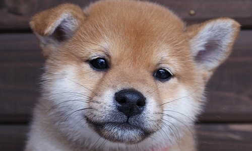 【お役立ち】柴犬の子犬の体重ってどのくらい?【健康管理
