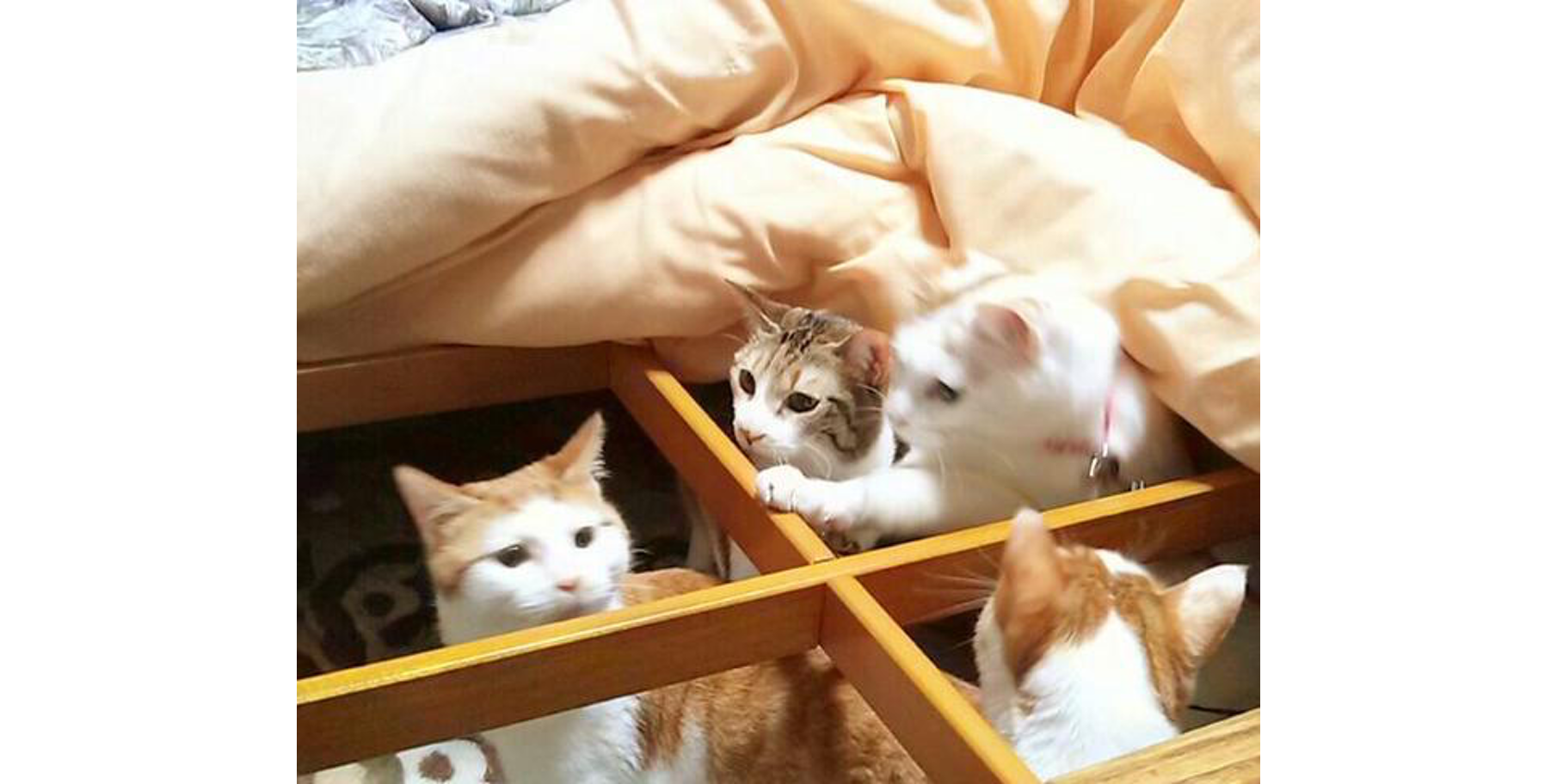 もう春だよ! 突然のコタツ撤去に対する、猫たちの反応が可愛かった