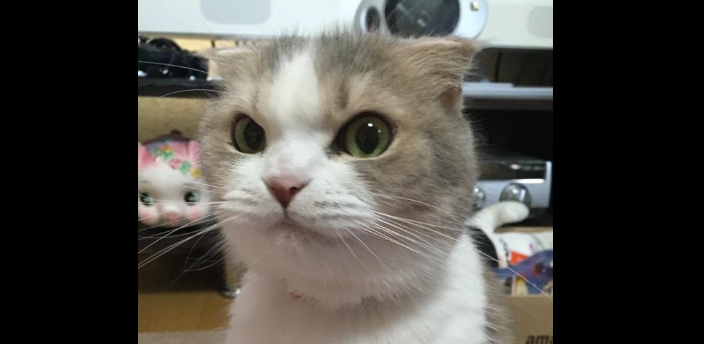 いつものゴハンがない。 ネコちゃん、怒りがエスカレートして…4枚