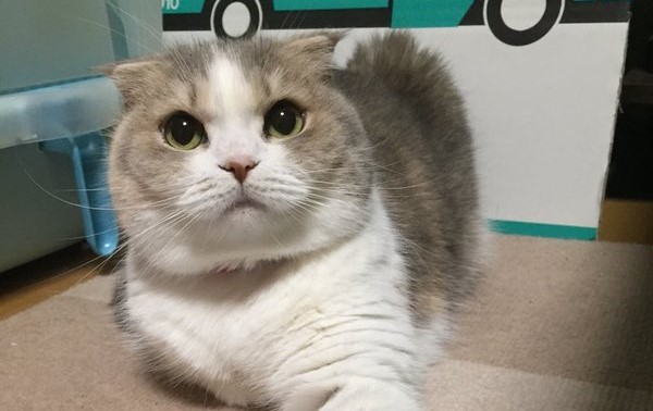 【小銭を差し出す!】お小遣いをくれる、お母さんのような猫ちゃんが話題に…♡(画像3枚)