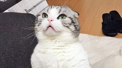 【あくびが豪快!!】 このあと… お澄ましネコちゃんが、怪獣のような姿に(;゚Д゚) 画像4枚