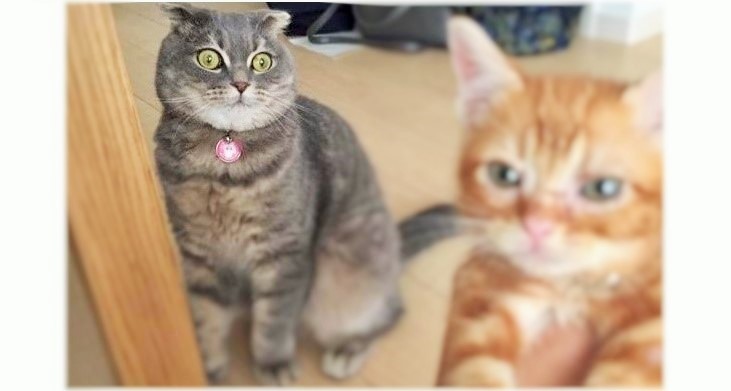 まんまる顔のネコさん、新入り子猫に超ショック!!→ そして、数か月後…♪(画像3枚)