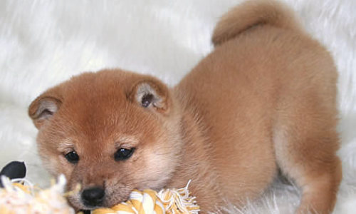 【子犬の柴犬しつけまとめ】~これで飼い主さんも安心!