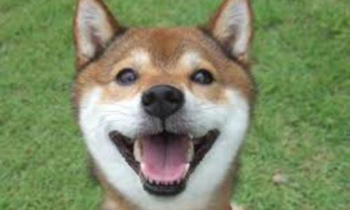 【柴犬】群馬の優良柴犬ブリーダーさんまとめ【群馬】