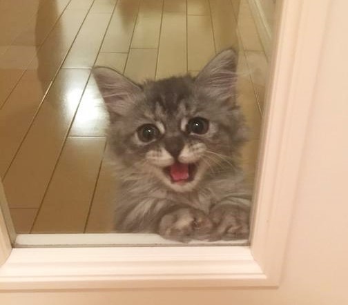 飼い主さんの出かけ際… ネコちゃんがとった行動に、心がぎゅーっとなります( p_q)♡
