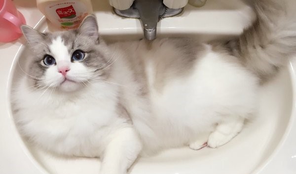 『ここは譲らないニャっ』 洗面台で、優雅にくつろぐニャンコの風格がすごかった(;゚Д゚)♡ 4枚