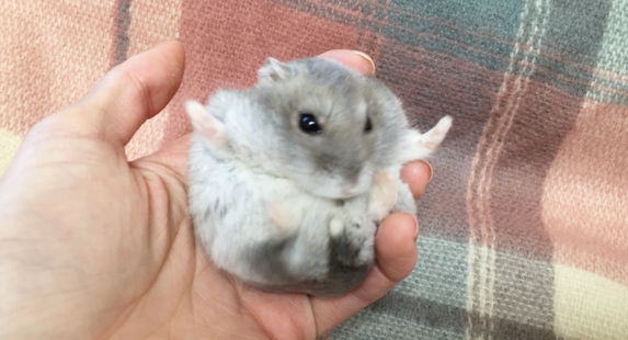 【いざ、飛び立つハム!】ハムスターさんの体勢が、今にも空を飛べそうだと話題に…♡ (画像2枚)