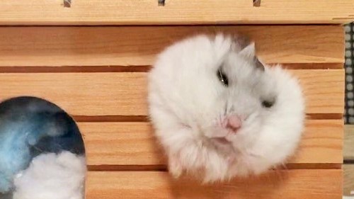 【ハムの成長は早し】小さな穴から出ようとするも、無理やり過ぎてお顔が…( *´艸`)♡ 4枚