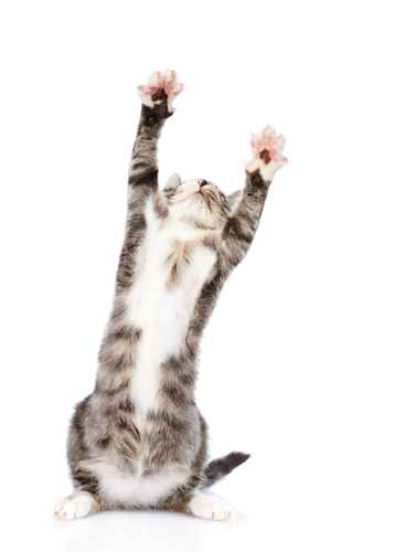 動物,犬,猫,しつけ,飼い方,育て方,病気,健康