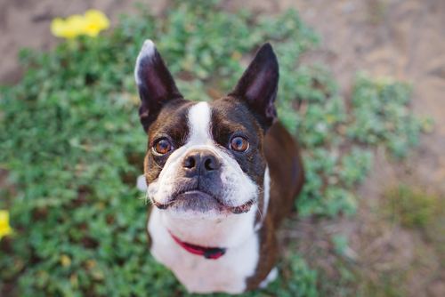 動物,犬,猫,しつけ,飼い方,育て方,病気,健康