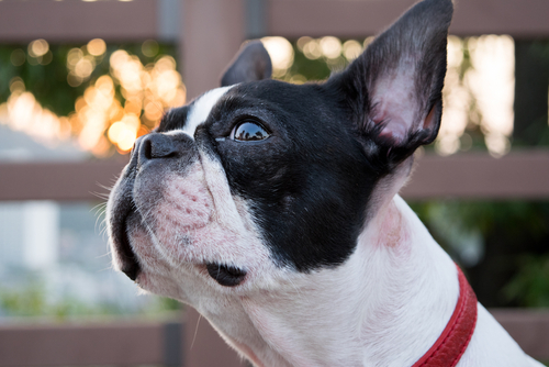 動物,犬,猫,しつけ,飼い方,育て方,病気,健康