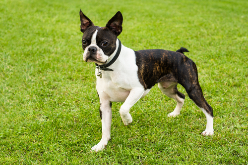 動物,犬,猫,しつけ,飼い方,育て方,病気,健康