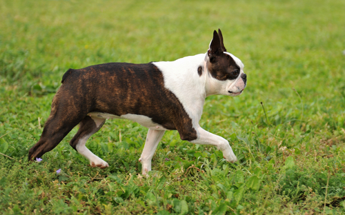 動物,犬,猫,しつけ,飼い方,育て方,病気,健康