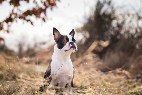 動物,犬,猫,しつけ,飼い方,育て方,病気,健康