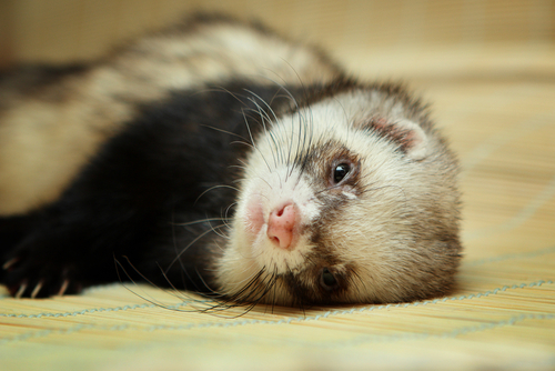 動物,犬,猫,しつけ,飼い方,育て方,病気,健康