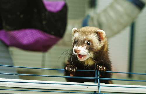 動物,犬,猫,しつけ,飼い方,育て方,病気,健康