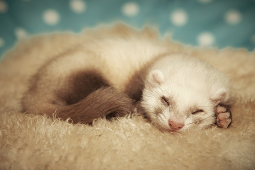 動物,犬,猫,しつけ,飼い方,育て方,病気,健康
