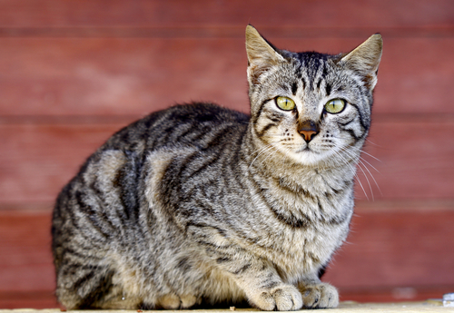 動物,犬,猫,しつけ,飼い方,育て方,病気,健康