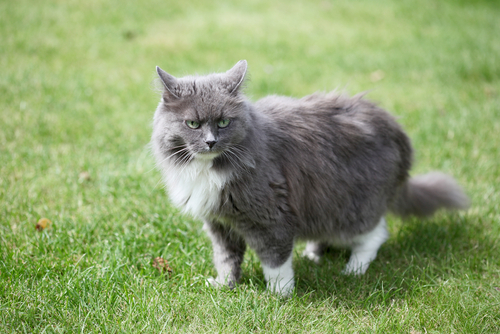 動物,犬,猫,しつけ,飼い方,育て方,病気,健康