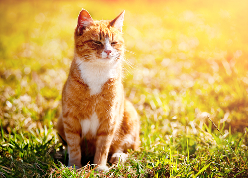 動物,犬,猫,しつけ,飼い方,育て方,病気,健康