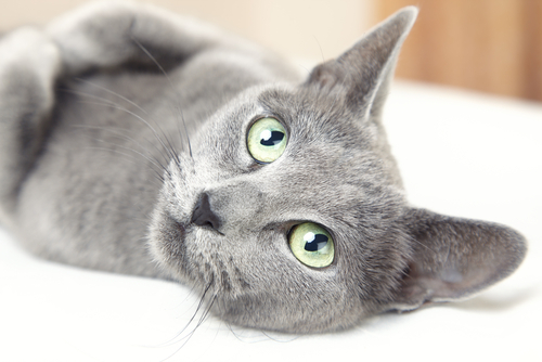 動物,犬,猫,しつけ,飼い方,育て方,病気,健康