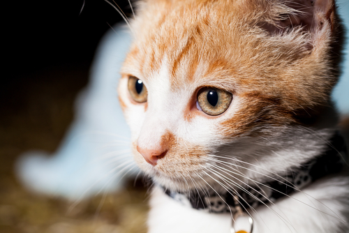 動物,犬,猫,しつけ,飼い方,育て方,病気,健康