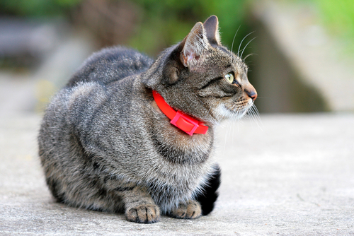 動物,犬,猫,しつけ,飼い方,育て方,病気,健康