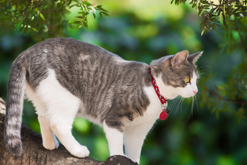 動物,犬,猫,しつけ,飼い方,育て方,病気,健康